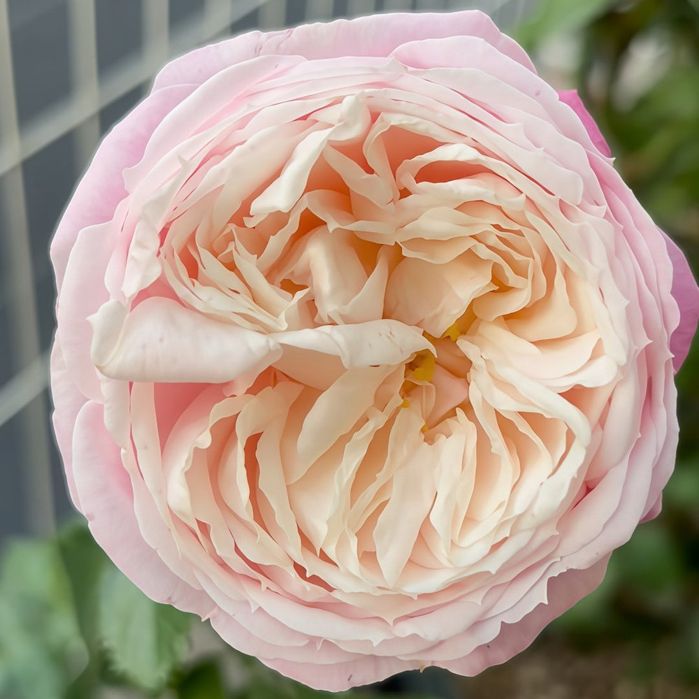 Pirouette Rose Plant|旋转芭蕾 image 1