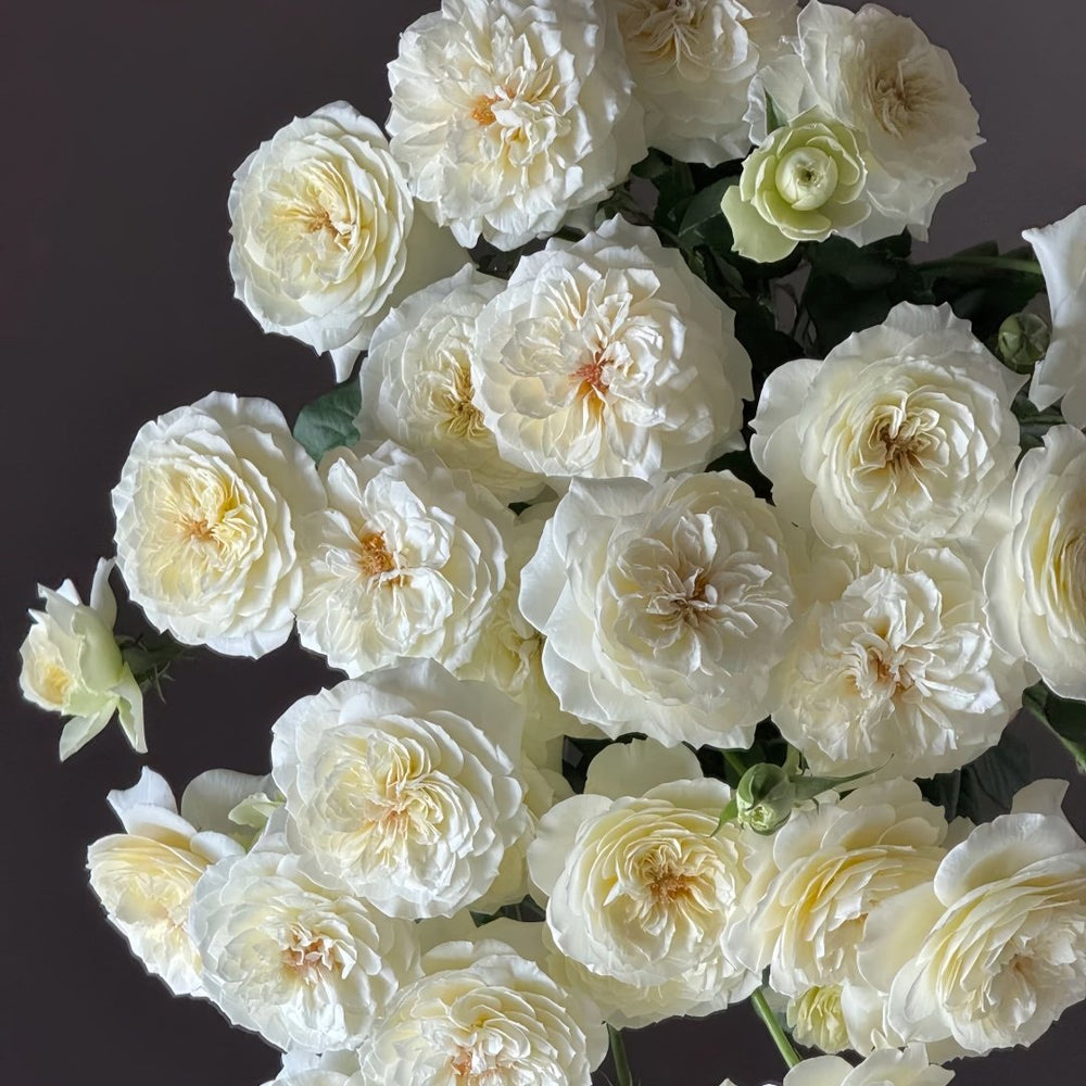 Leonora Rose Plant｜Ella Rose｜艾拉/尼罗娜 image 7