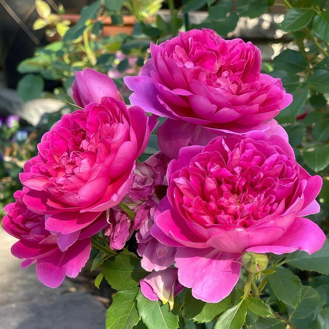 Princess Anne Rose Plant|安妮公主 image 9