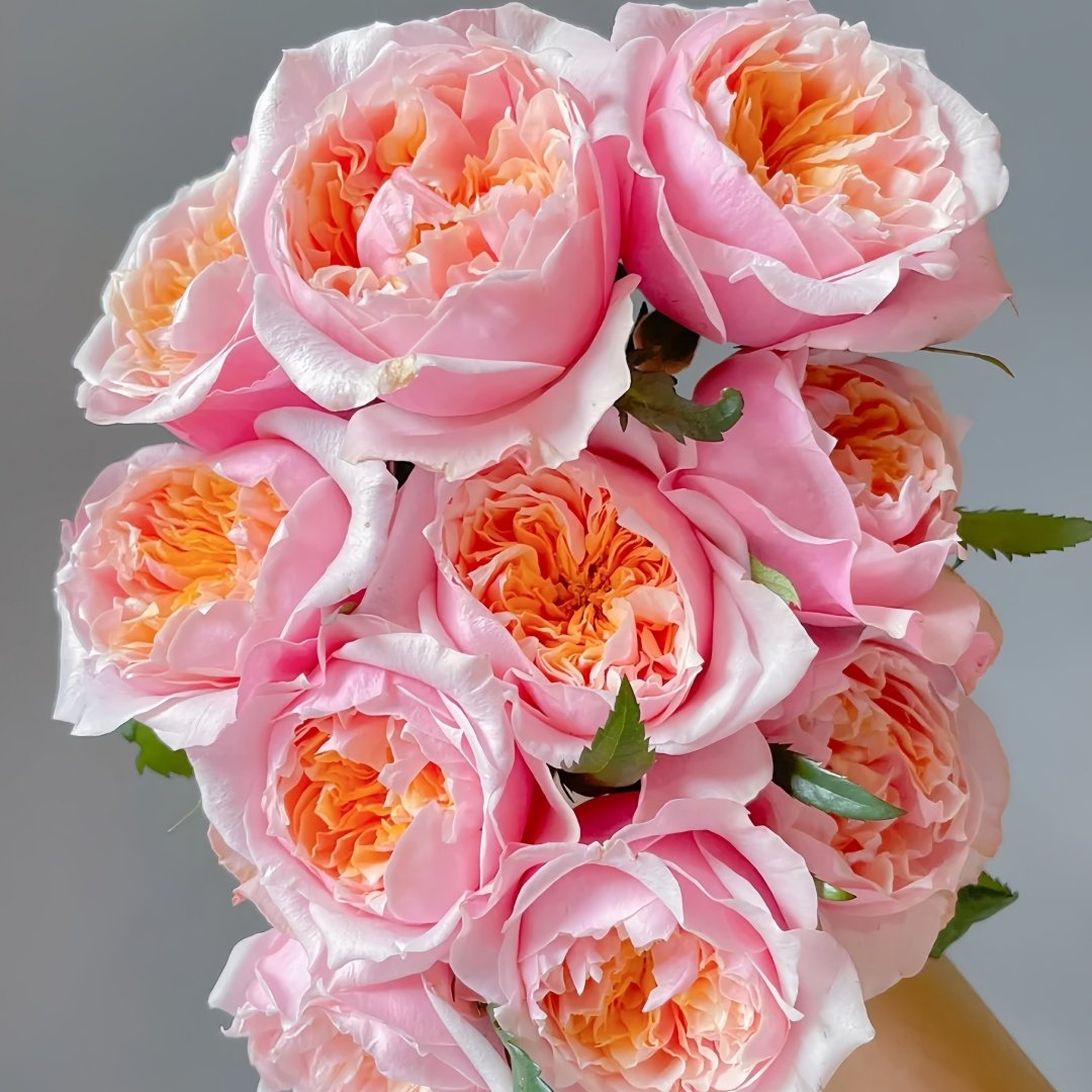 Notting Hill Rose Plant|诺丁山 image 4