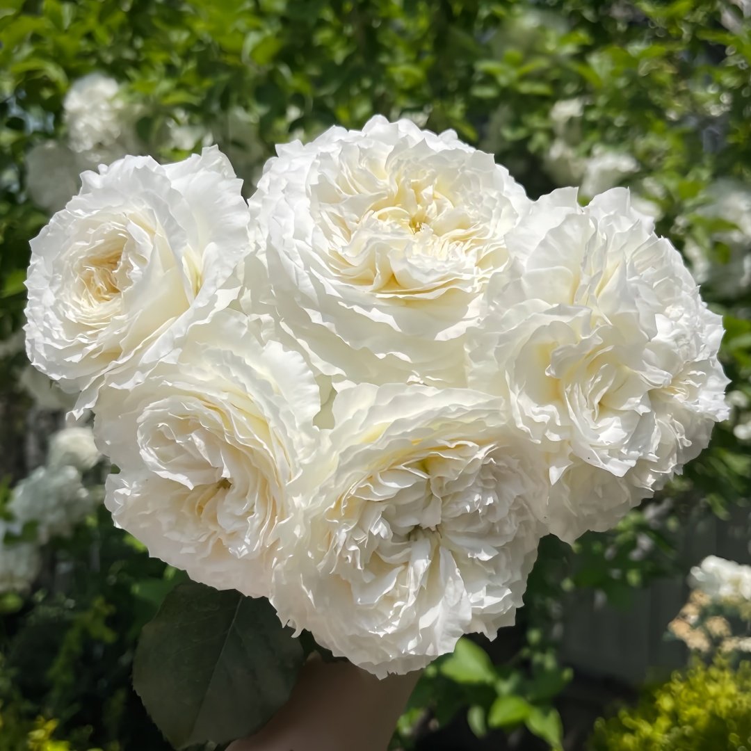 Patience Rose Plant｜耐心 image 3