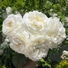 Patience Rose Plant｜耐心 image 3