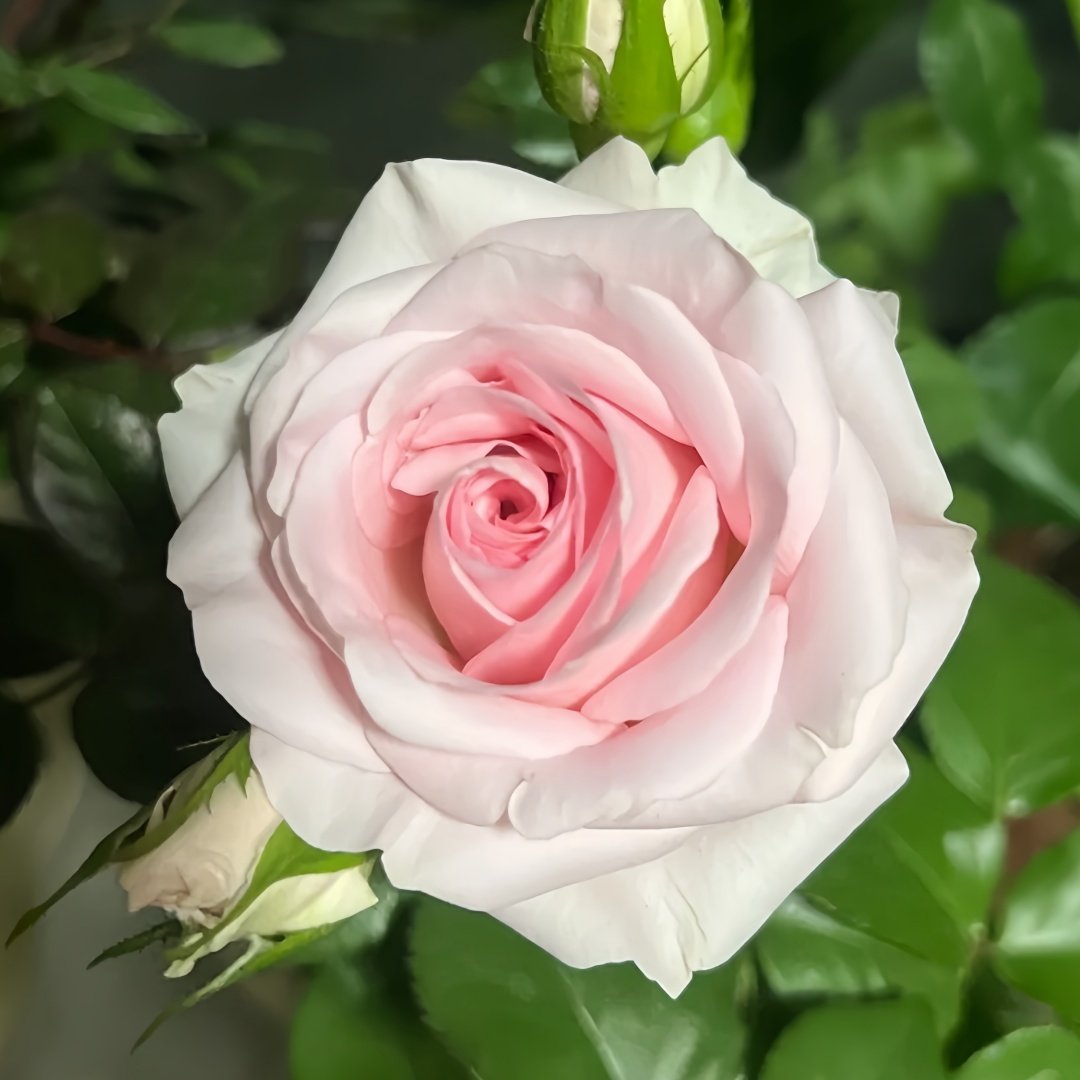 Sweet Revival Rose Plant|甜蜜苏醒 image 1