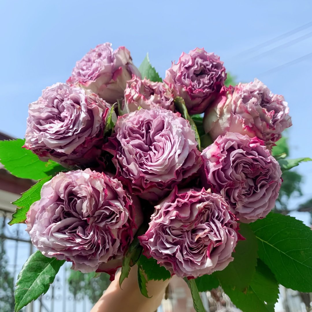 Dolcetto Rose Plant | 多姿桃 image 7