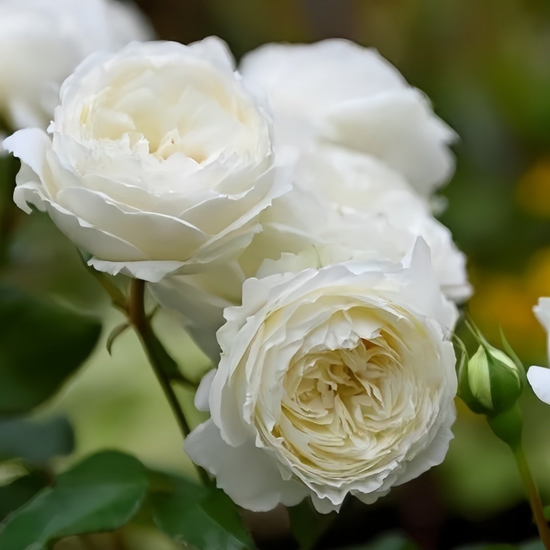 Snowball Forever Rose Plant|永恒之雪 image 2