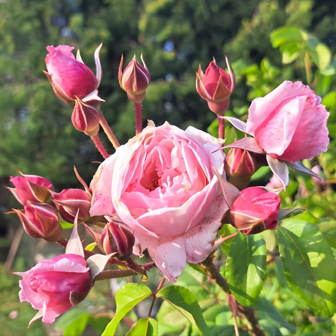 Giardina Rose Plant|贾尔迪纳 image 4