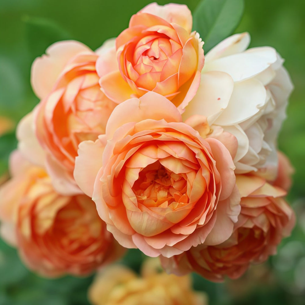 Lady Of Shalott Rose Plant | 夏洛特夫人 image 0