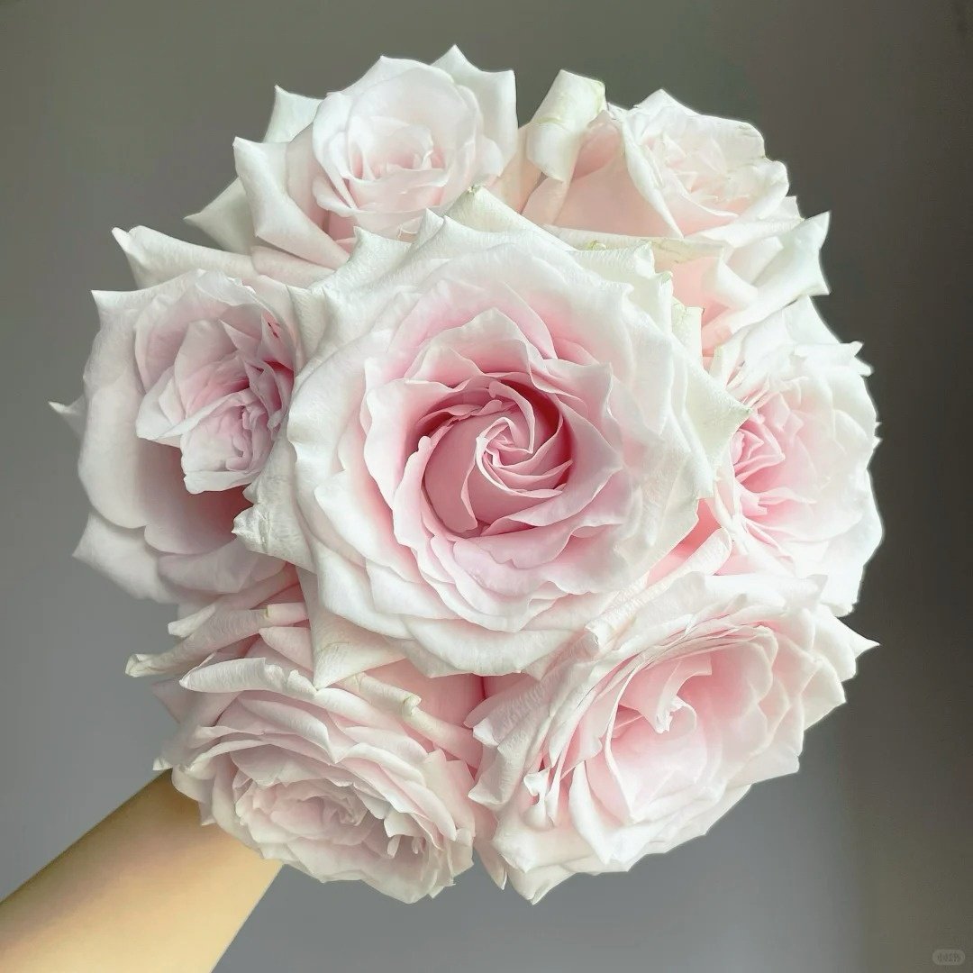 Dainty Parfum Rose Plant|丹蒂香水 image 5