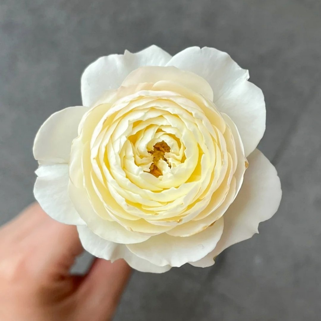 Jolie Fille Rose Plant|可爱少女 image 1