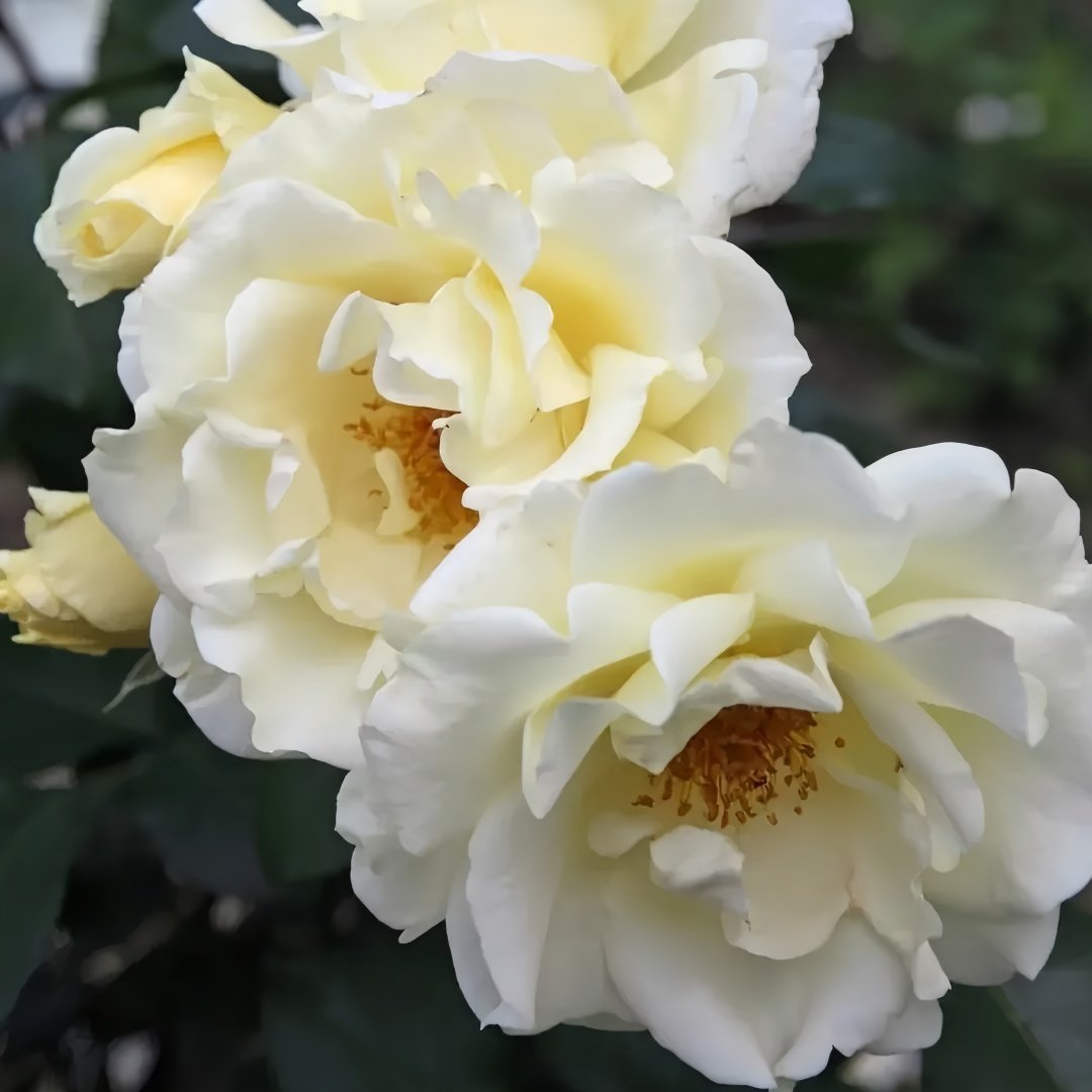 Mentor Rose Plant｜导师之花 image 3