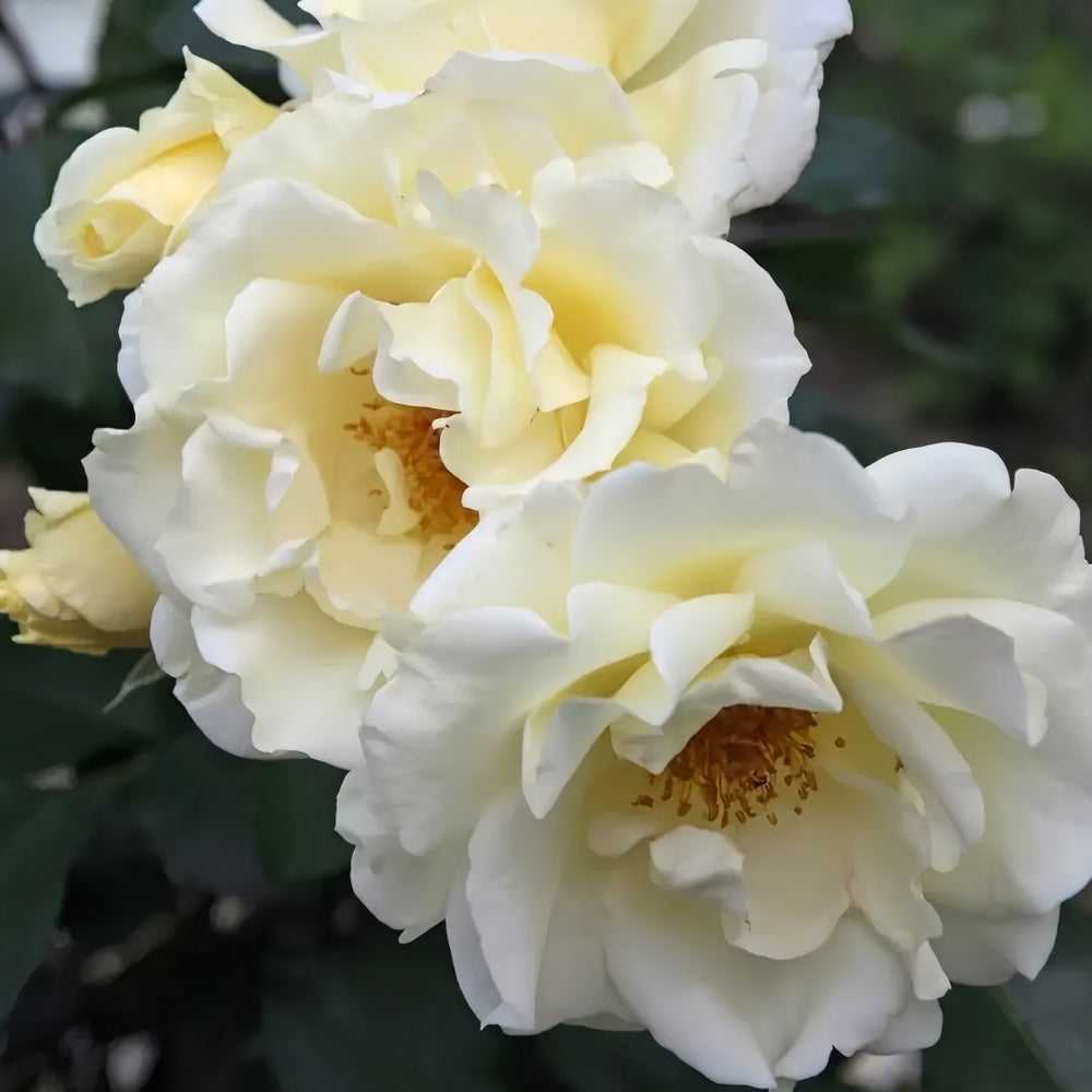 Mentor Rose Plant｜导师之花 image 3