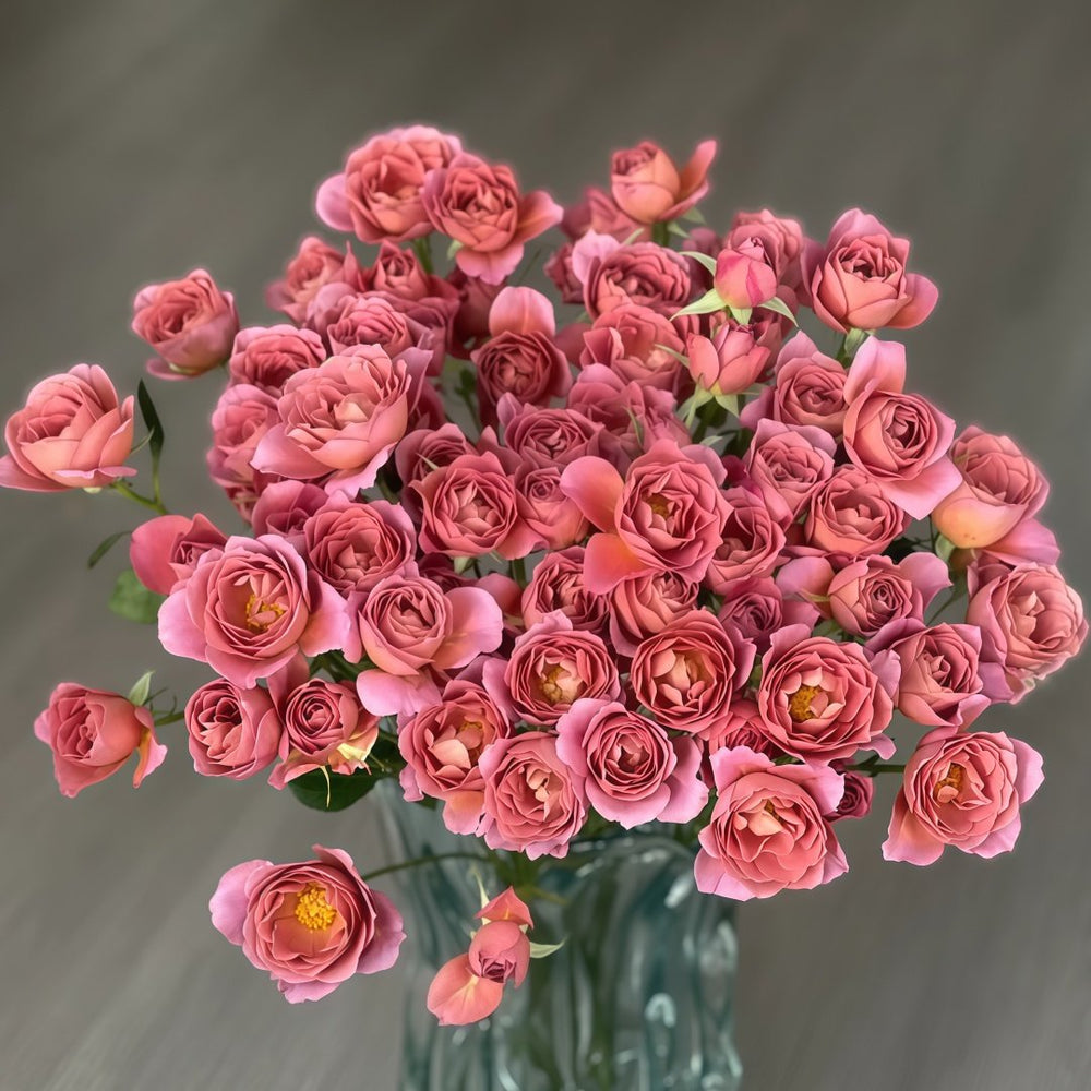 Aoi-fuga Rose Plant｜葵-风雅 image 1