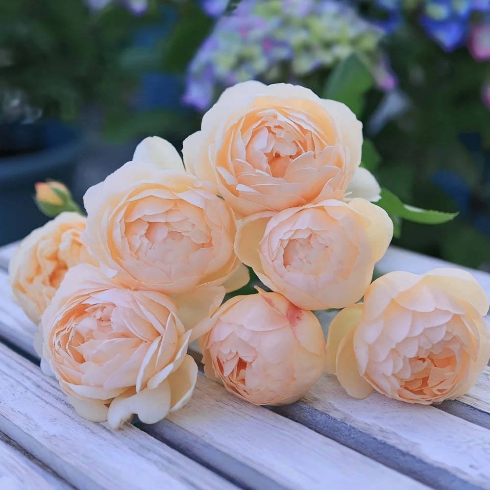 Wollerton Old Hall Rose Plant|沃勒顿老庄园 image 2