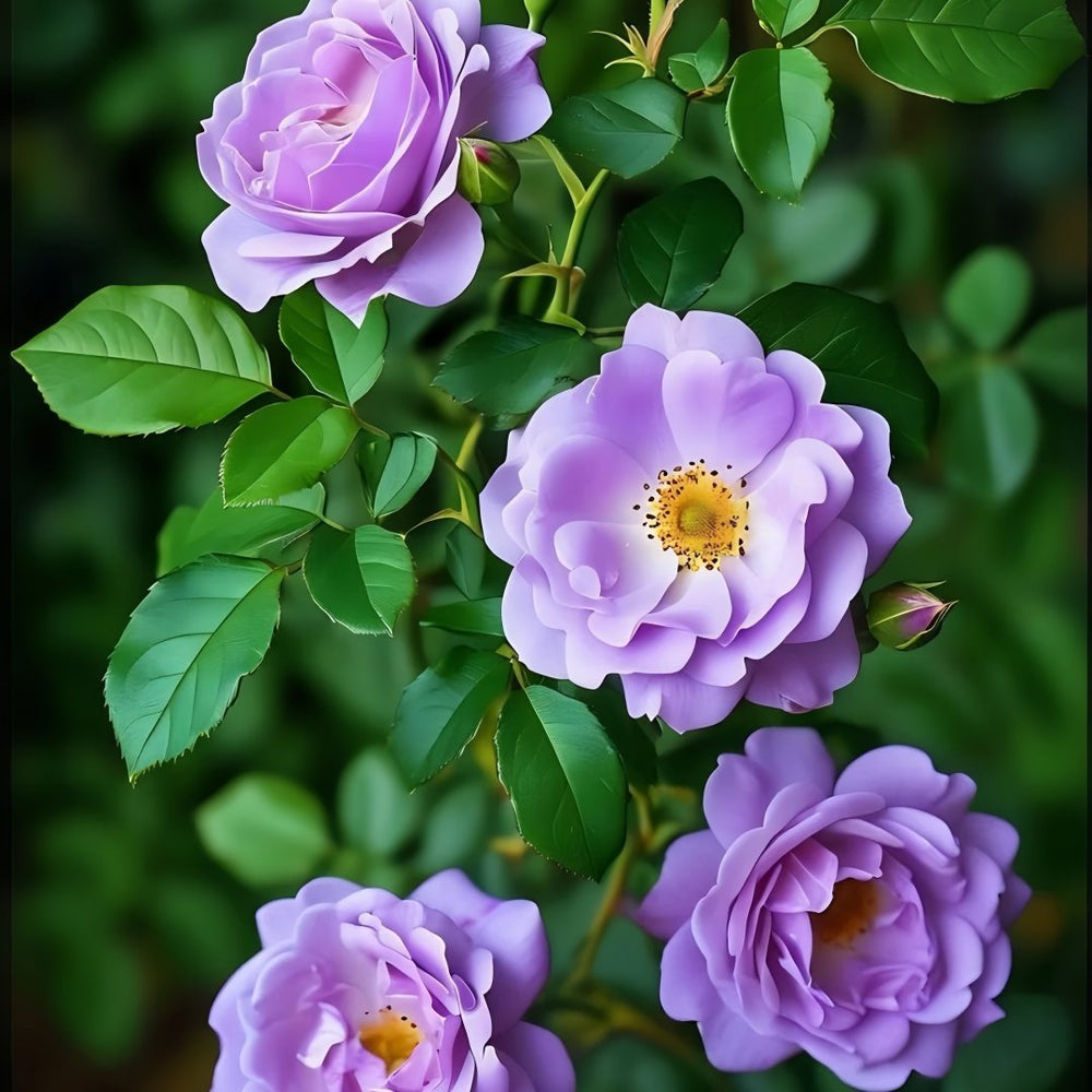 Yinyinqing Rose Plant｜隐隐青 image 7