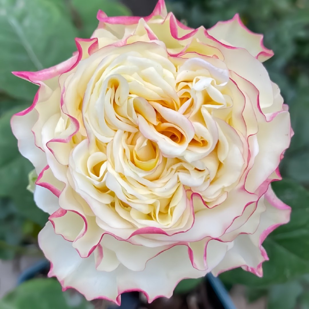 Stylist Rose Plant｜造型师 image 6