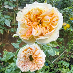 Cream X-Pression Rose Plant｜奶油激情 image 2