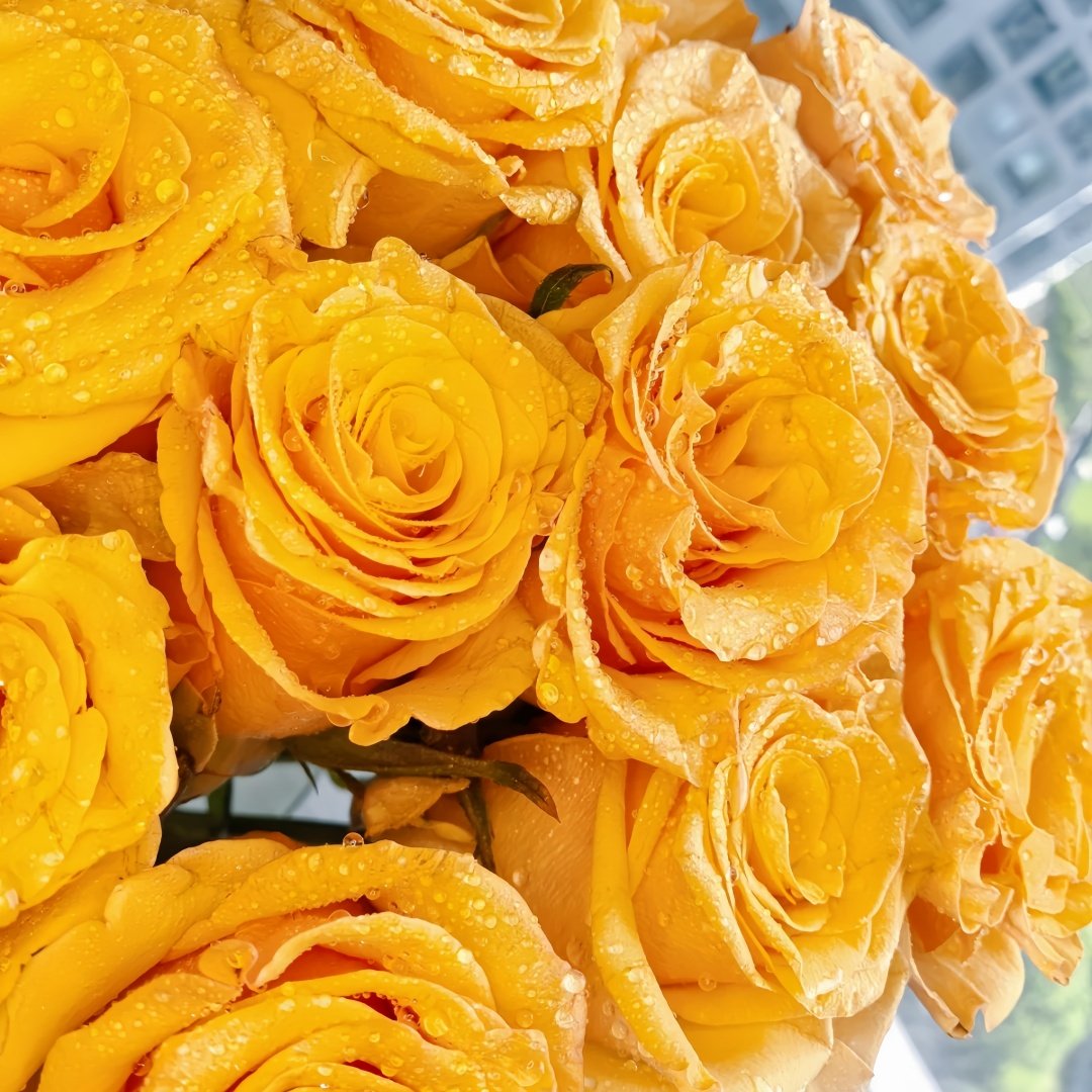Dun Huang Rose Plant｜敦煌玫瑰 image 8