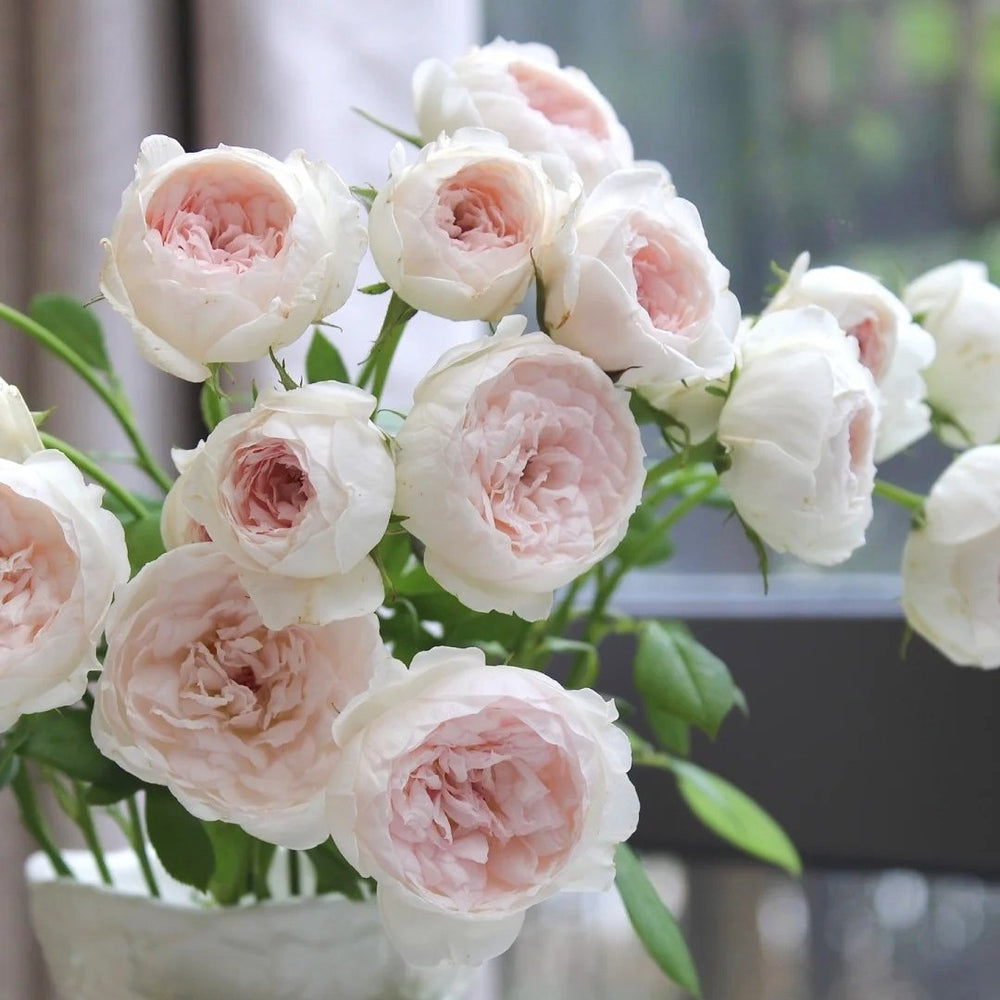 Arietta Rose Plant|小抒情曲 image 7