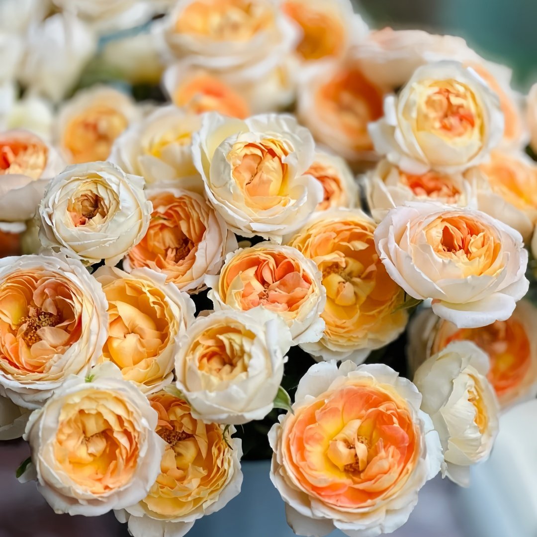 Princess Aiko Rose Plant|爱子公主 image 7