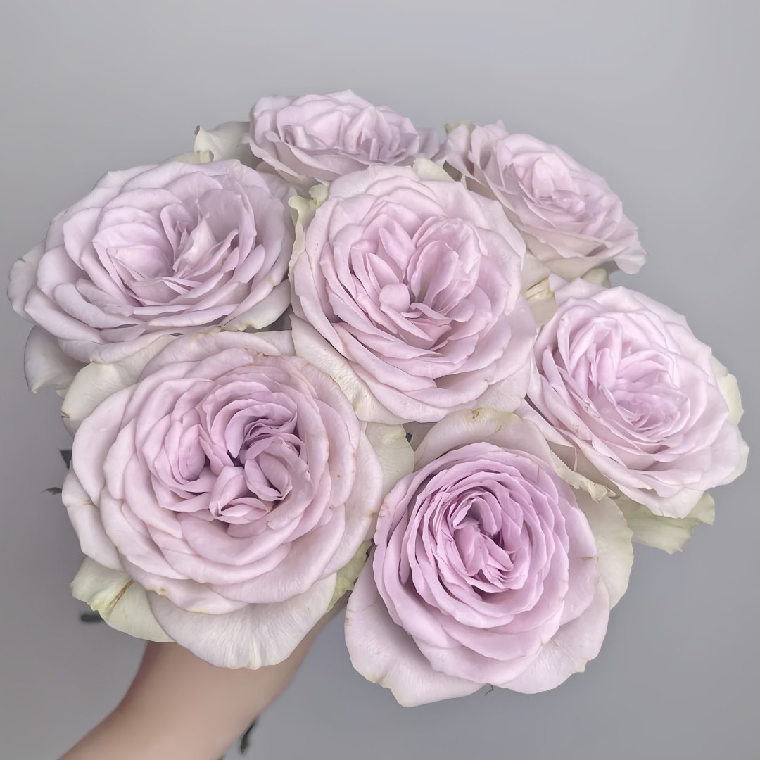Notre Dame Rose Plant|巴黎圣母院 image 1