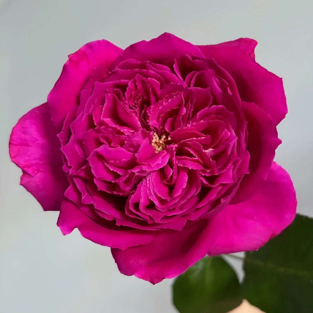 Yu Ji Rose Plant｜虞姬 image 3