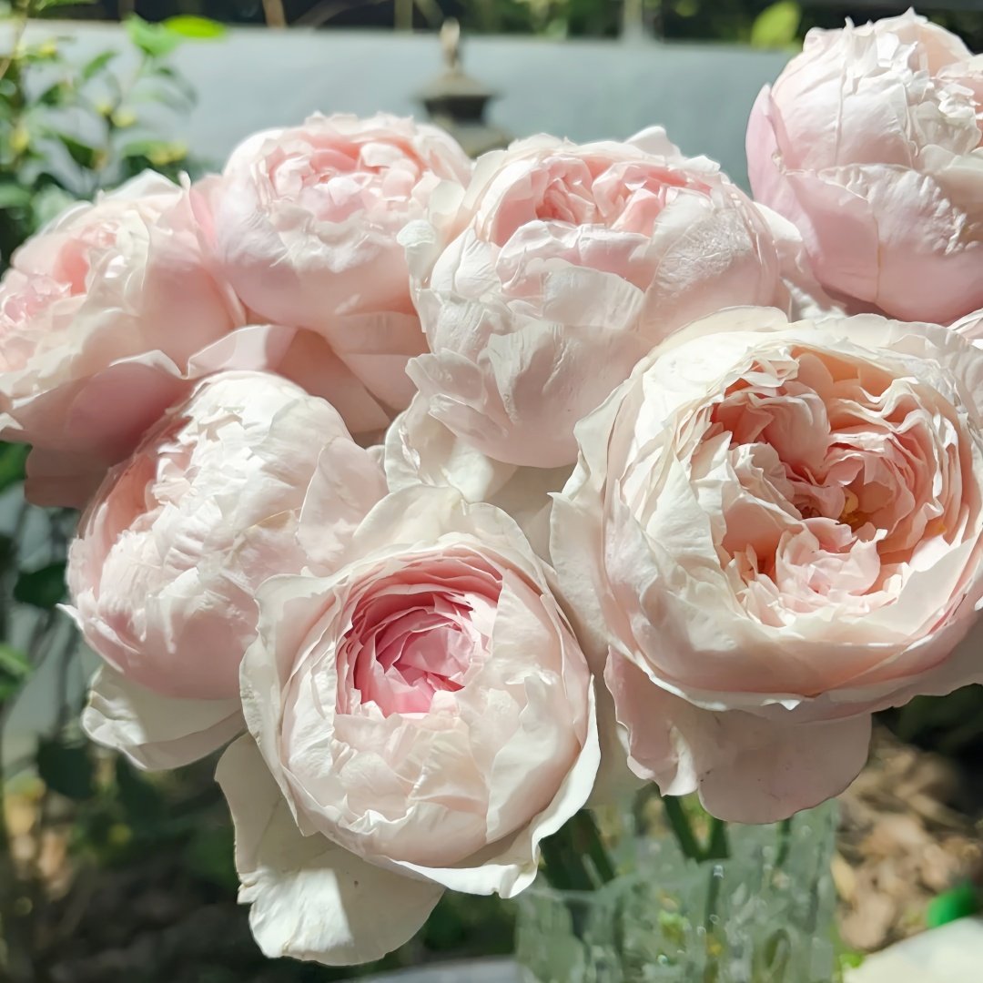 Peony Pink Rose Plant|芍药粉 image 5
