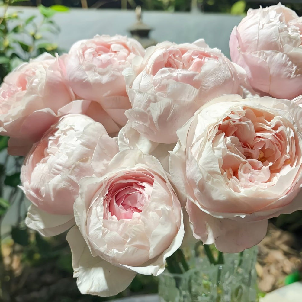 Peony Pink Rose Plant|芍药粉 image 5