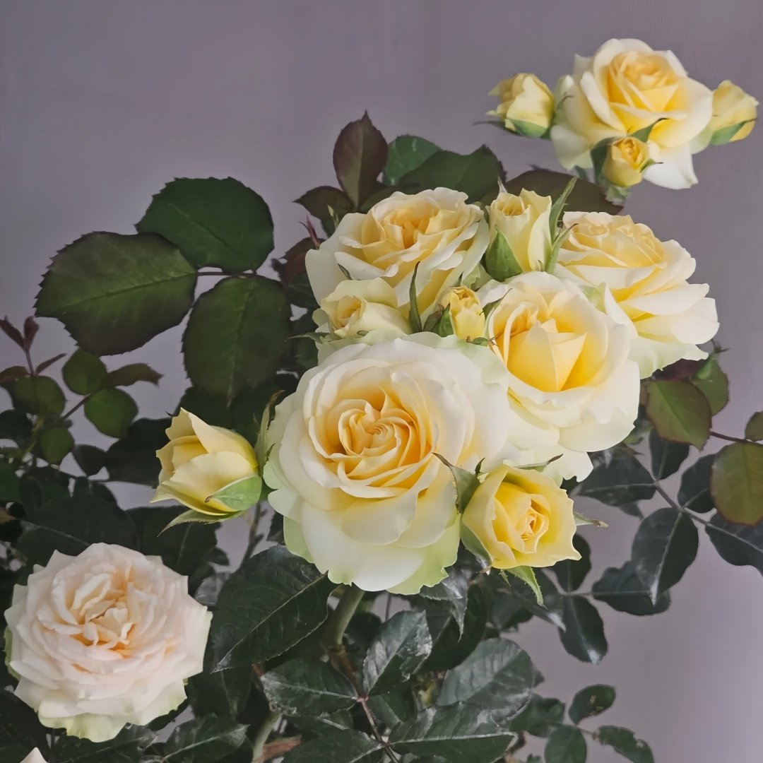 Avocado Rose Plant｜牛油果 image 6