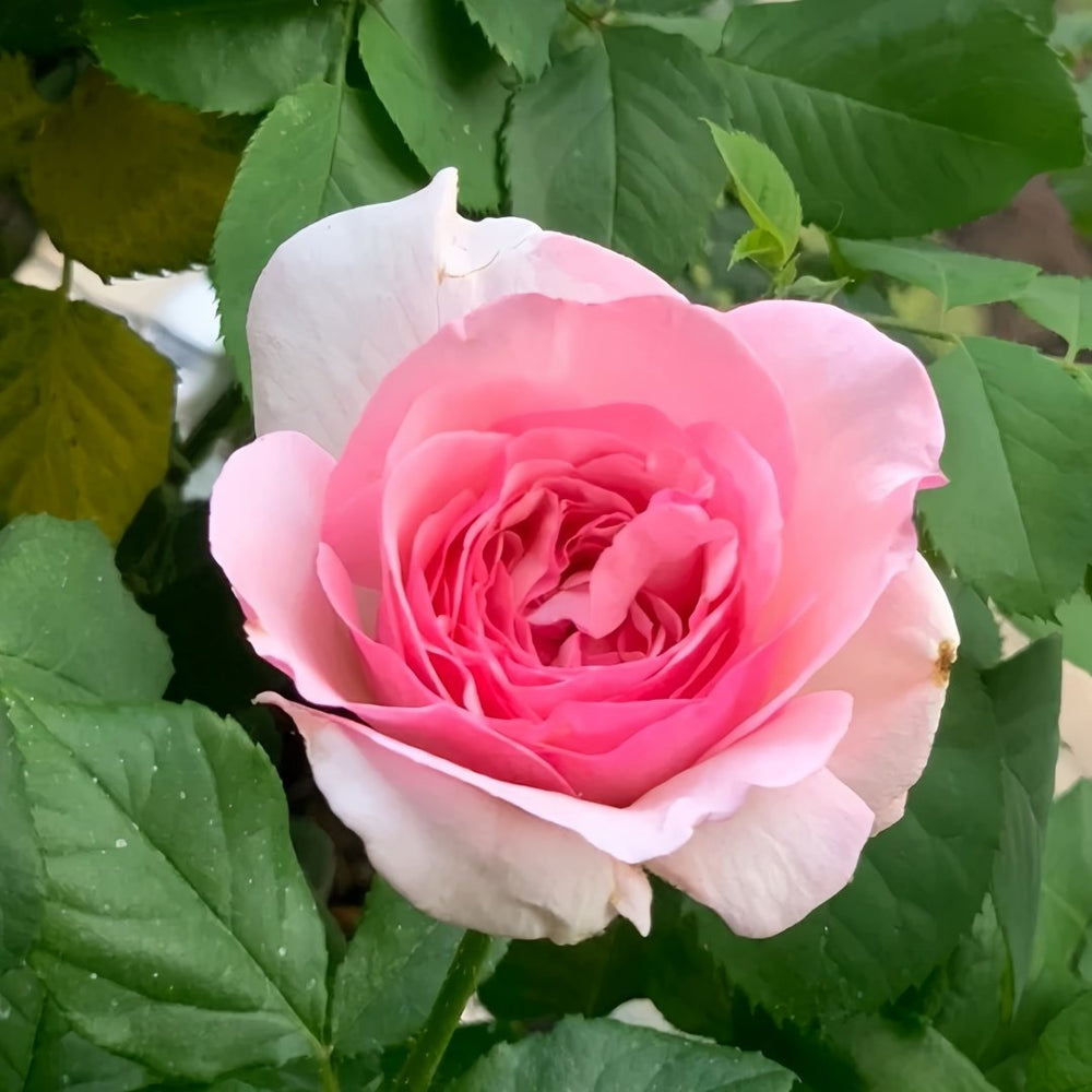Neo cherry shallow Rose Plant ｜新浅樱桃 image 3