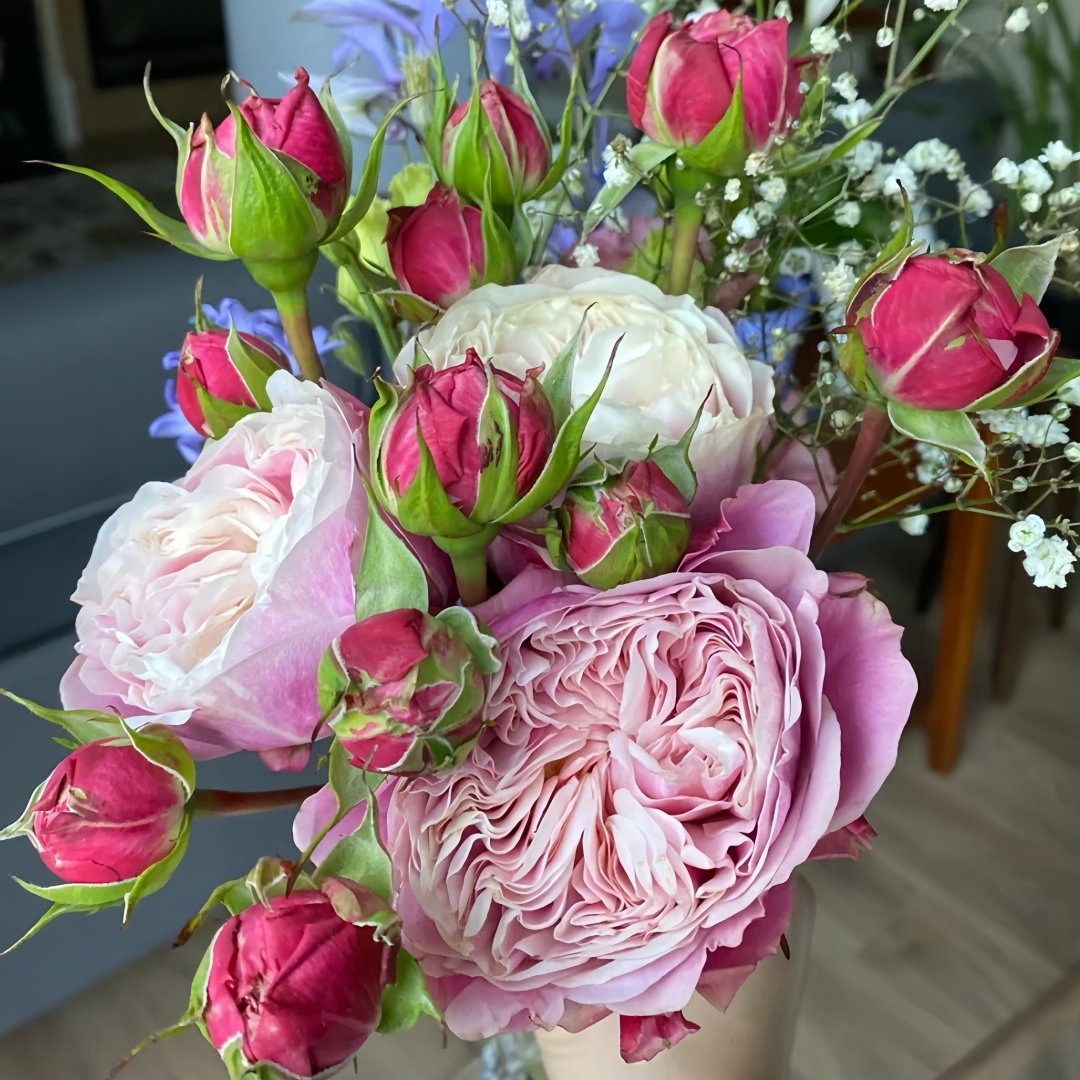 Victoria Classic Rose Plant｜维多利亚经典 image 5