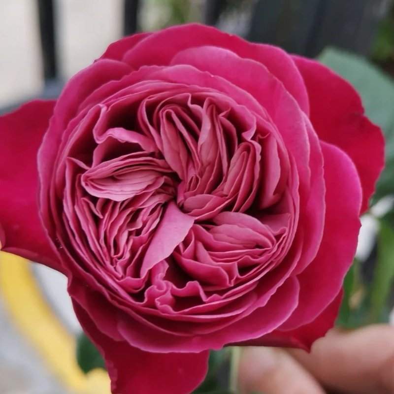 Party Trendsetter Rose Plant｜潮流派对 image 3