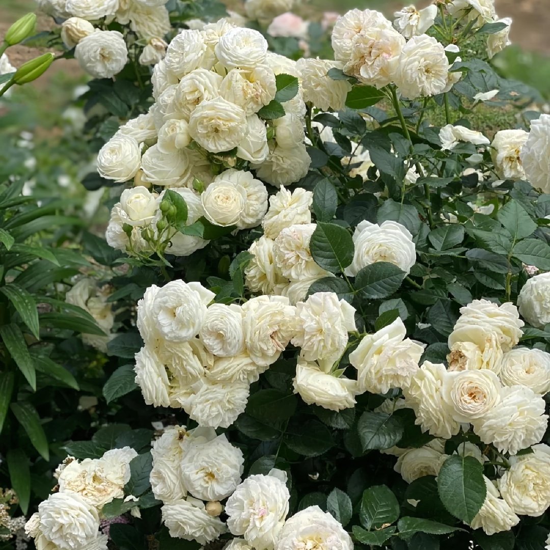 Artemis Rose Plant|月亮女神 image 8