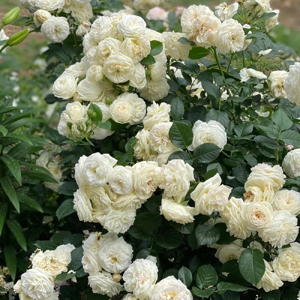 Artemis Rose Plant|月亮女神 image 8