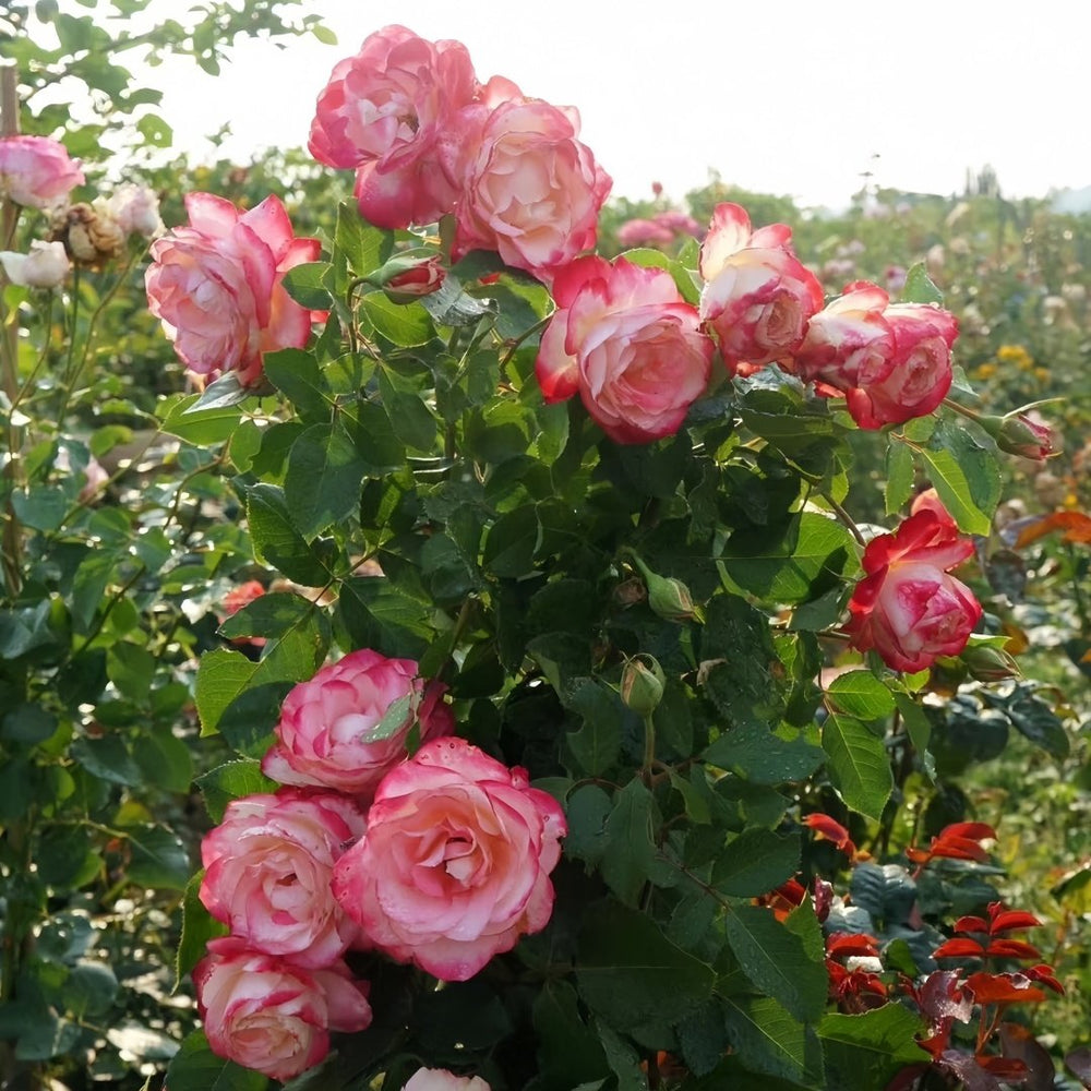 Sweet Berry Rose Plant｜二重奏 image 9