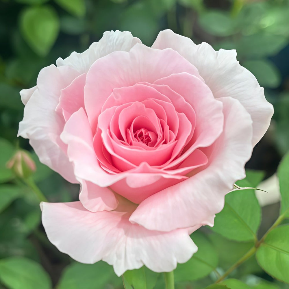 Haruno Rose Plant|春乃 image 1