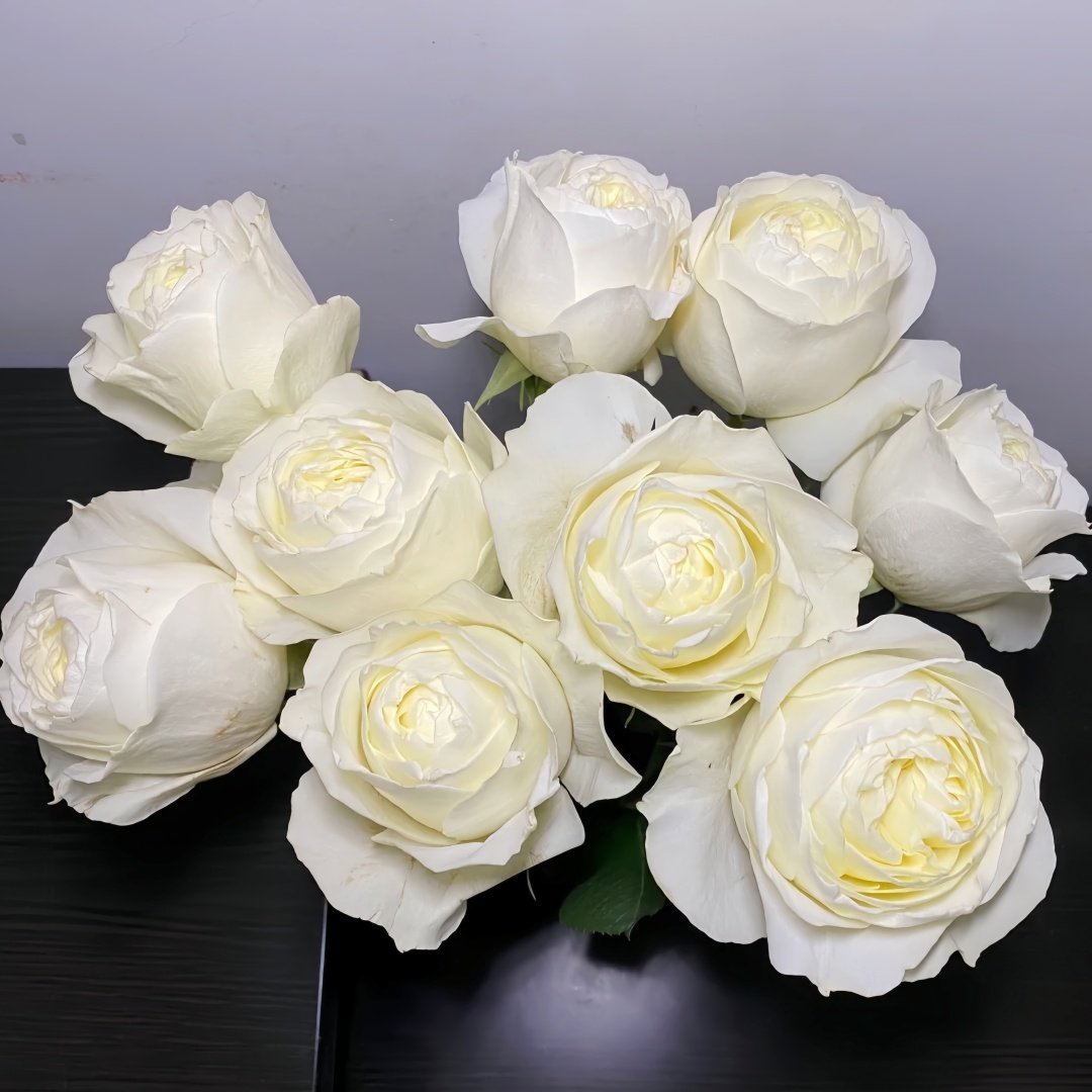 Coldplay Rose Plant|酷玩 image 3