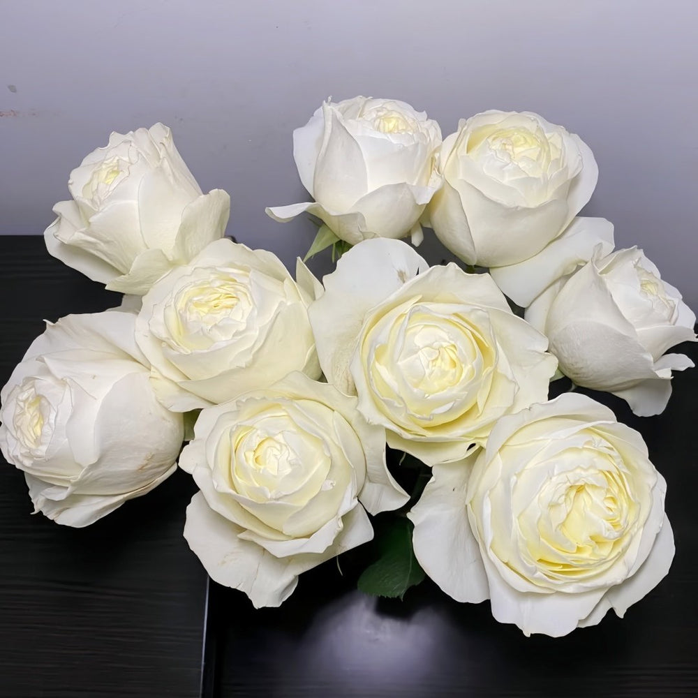 Coldplay Rose Plant|酷玩 image 3