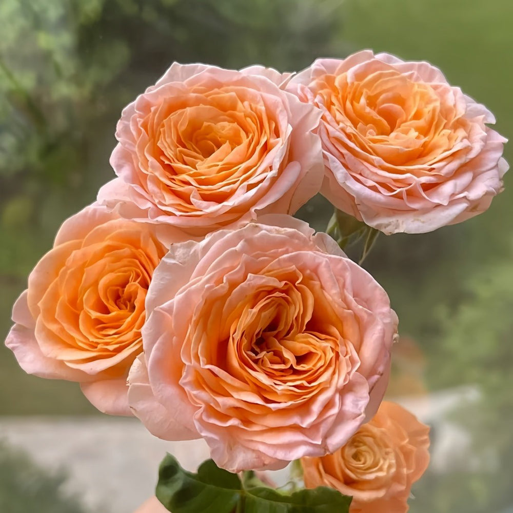 Mickey Bubbles Rose Plant|米奇泡泡 image 4