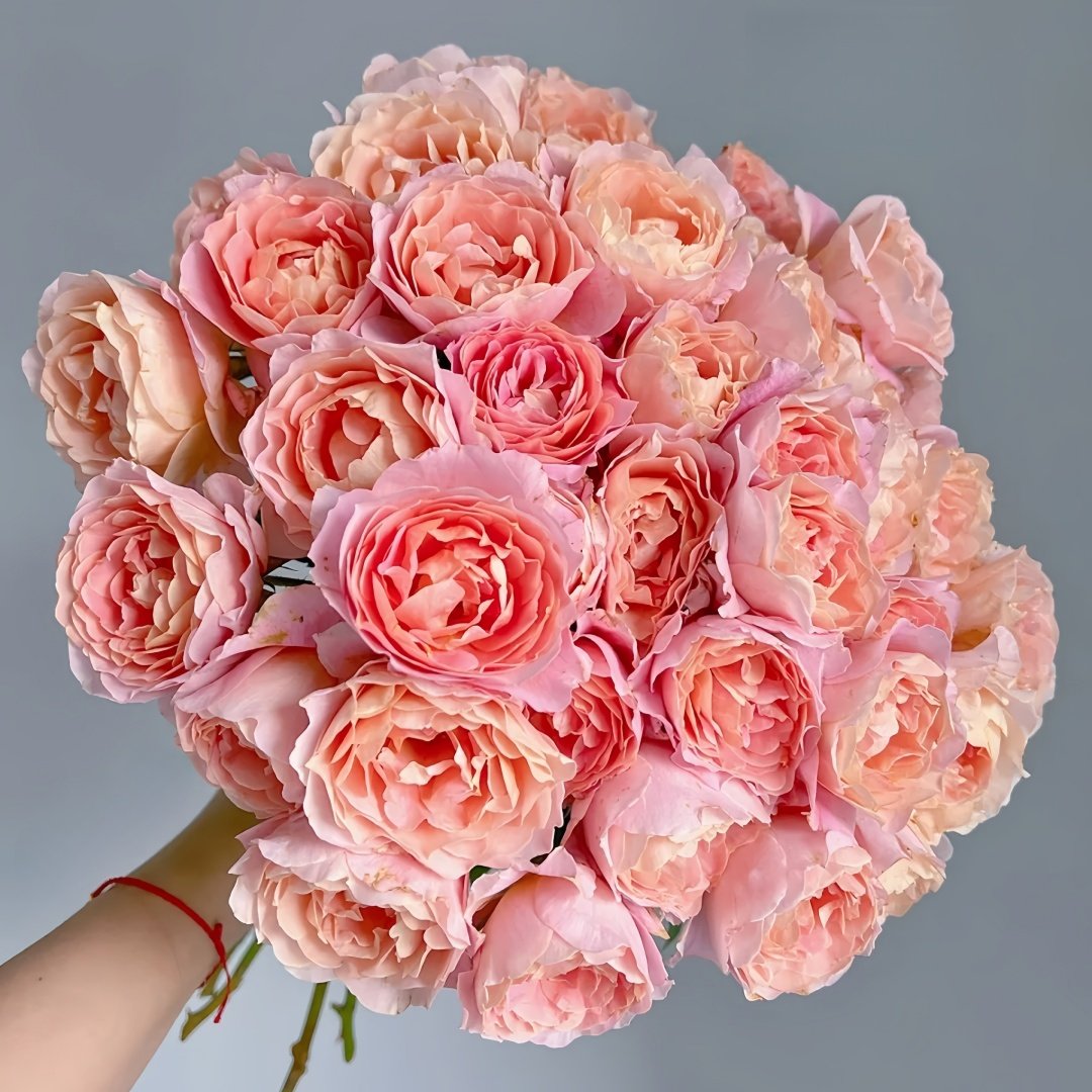 Zhiqiu Rose Plant|知秋 image 1