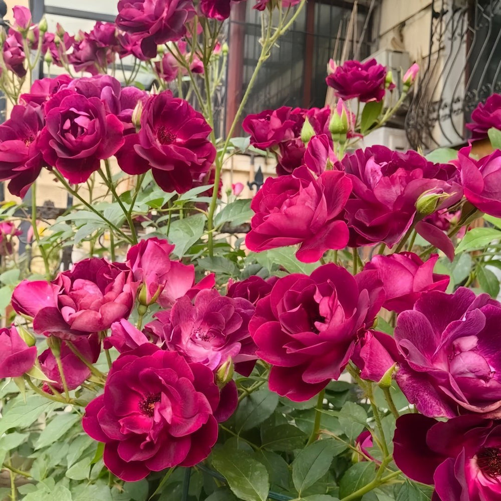 Burgundy lceberg Rose Plant|葡萄冰山 image 7