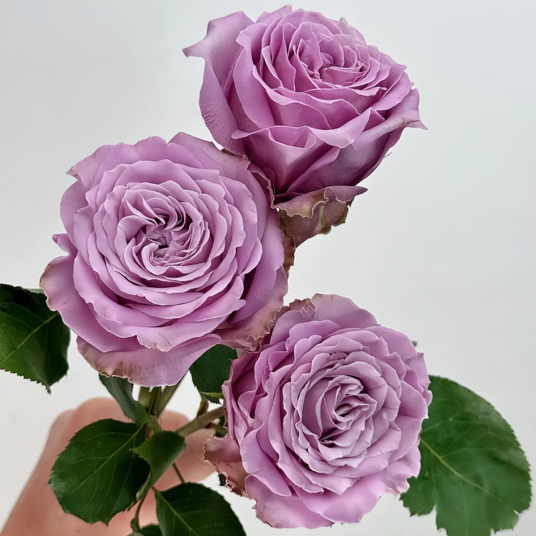 Princess Kaori Rose Plant|香织公主 image 7