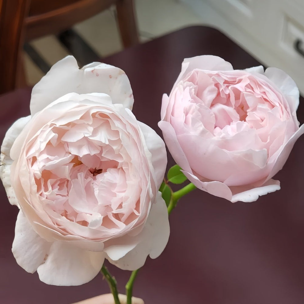Peony Pink Rose Plant|芍药粉 image 4