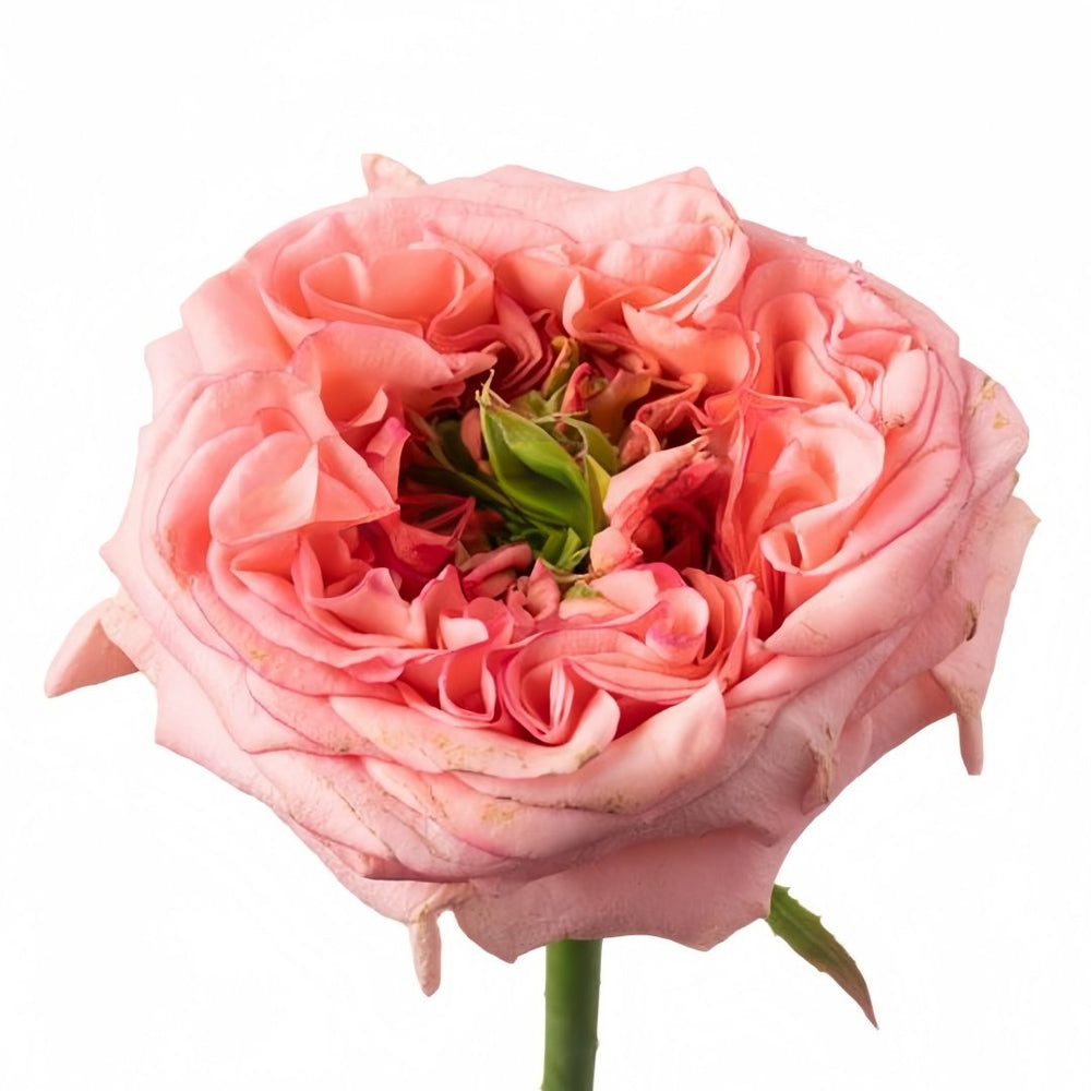 New Design Rose Plant|新设计 image 7