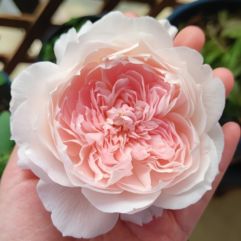Jiashu Rose Plant|家书 image 6