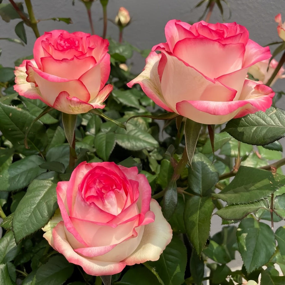 Jumilia Rose Plant｜艾莎 image 5