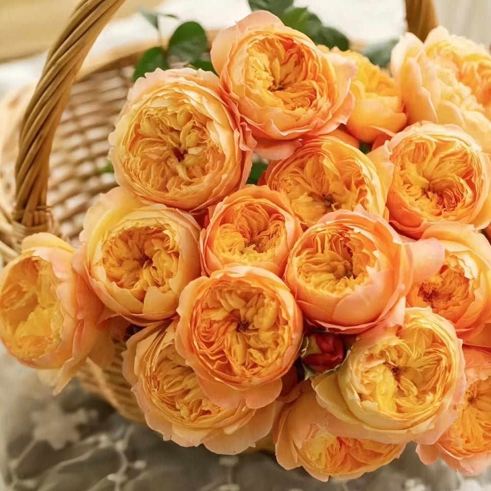 Apricot Fat Rose Plant|杏子肥 image 8