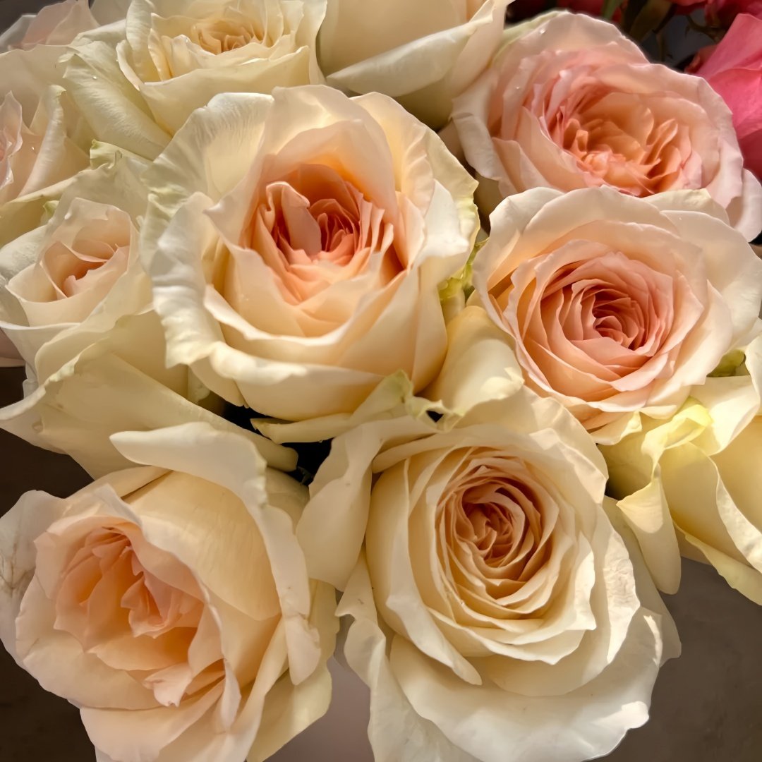 Princess Maya Rose Plant｜玛雅公主 image 7