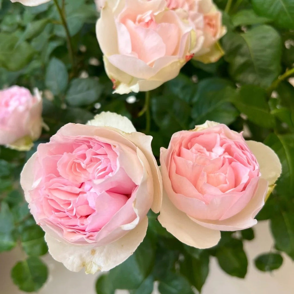 Yves Otome heart Rose Plant|伊芙乙女心 image 5