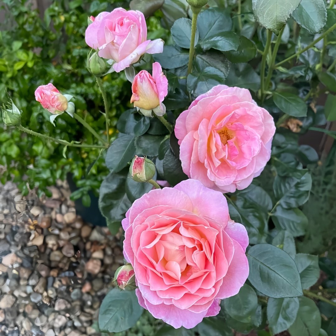 Elle Rose Plant｜艾丽 image 8