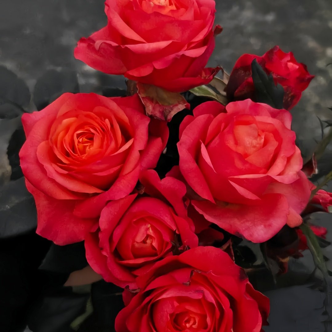 Hard Rock Rose Plant｜摇滚乐 image 8